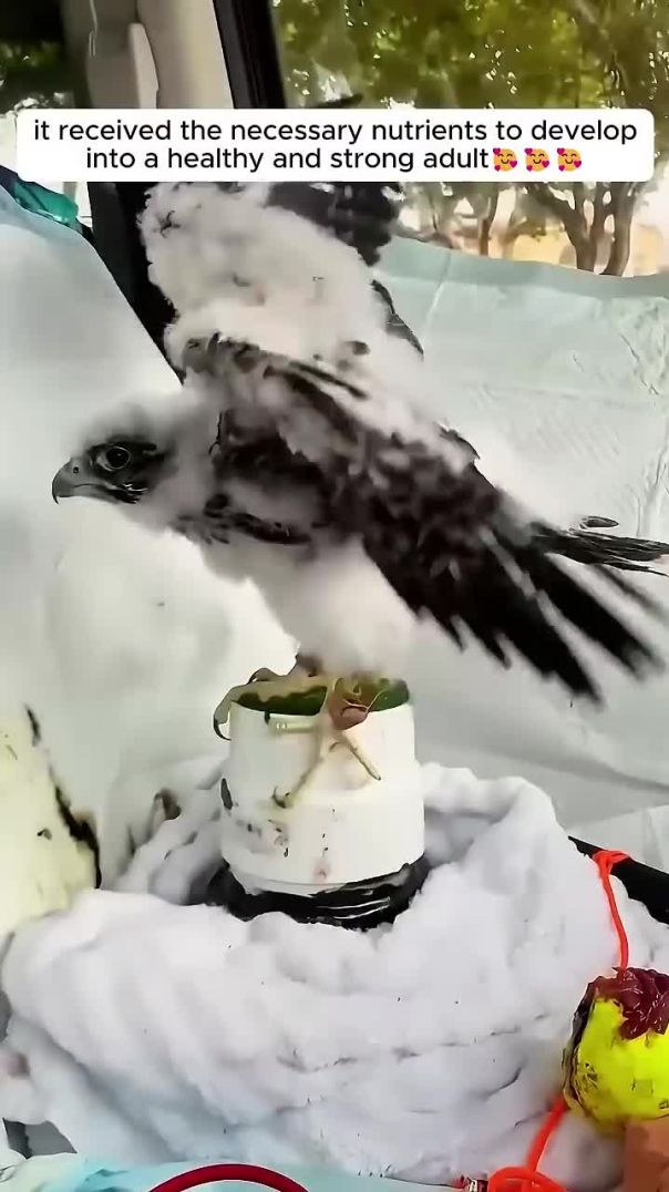 The man found a baby hawk while walking his dog #shorts