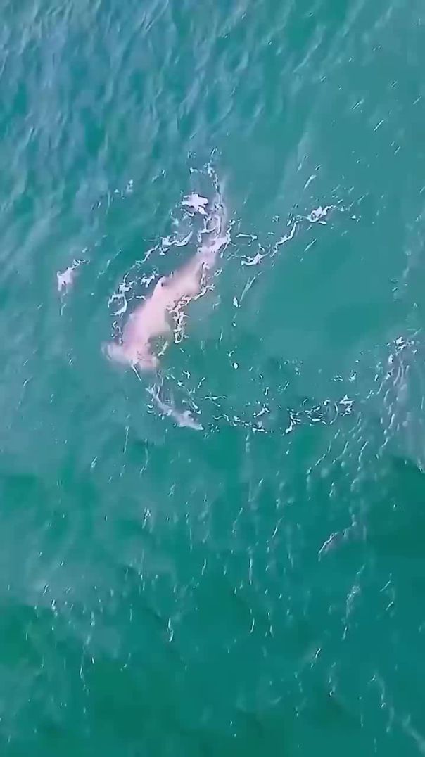 Hammerhead attacks fish off Jupiter, Florida coastline #shorts #florida