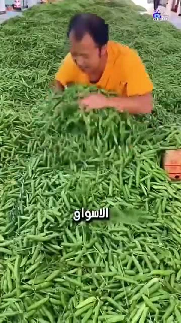 زراعة البازلاء في الصين