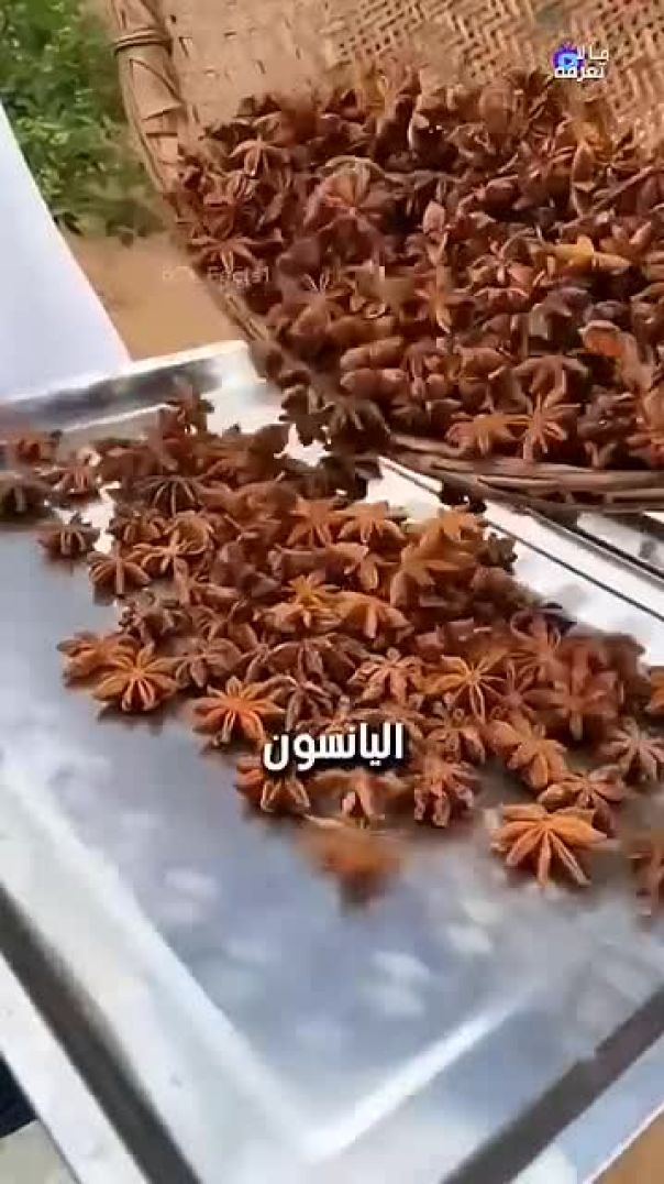 زراعة اليانسون النجمي في الصين