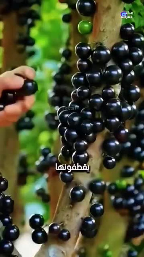 فاكهة الجابوتيكابا الأكثر تميزًا